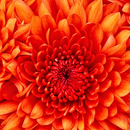 Niovis Zoraya machado castro